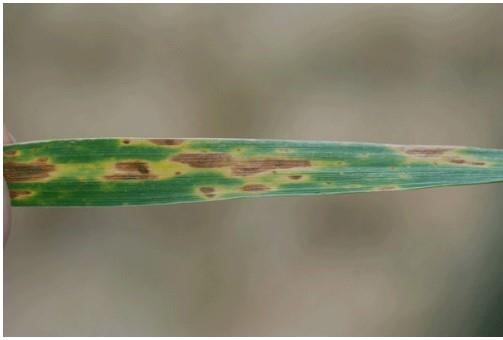 Wheat Leaf Rust And Tan Spot Getting A Foothold In Kansas